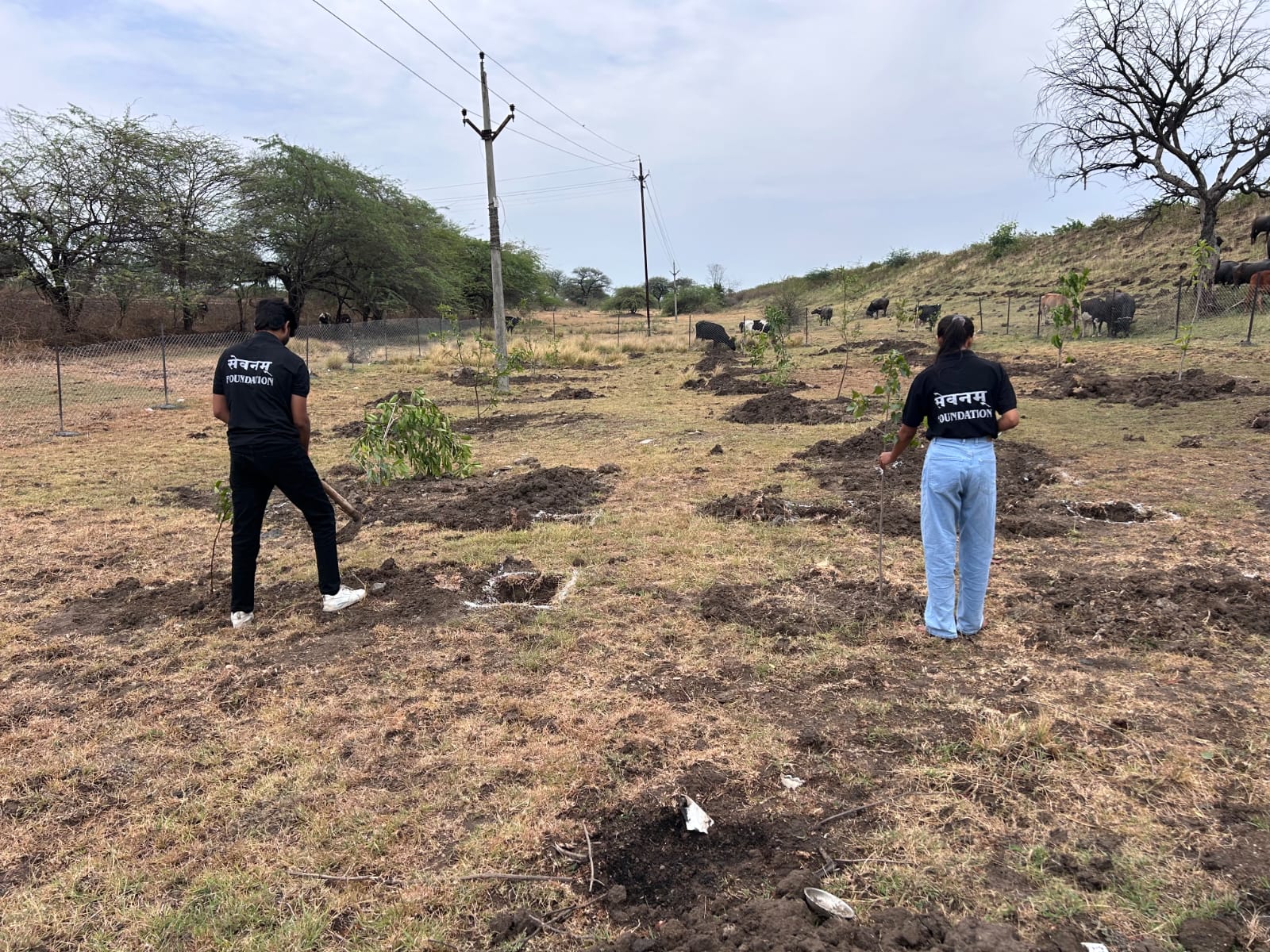 Plantation Drive